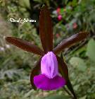 cattleya dormaniana