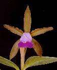 cattleya dormaniana