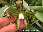 cattleya guttata