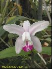 cattleya intermedia