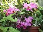 cattleya labiata