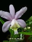 cattleya loddigesii