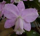 cattleya loddigesii