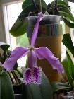 cattleya maxima