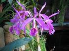 cattleya maxima