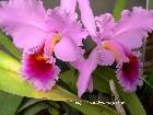 cattleya percivaliana