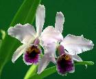 cattleya percivaliana