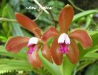 cattleya porphyroglossa