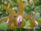 cattleya porphyroglossa