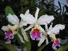 cattleya rex