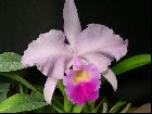 cattleya trianae