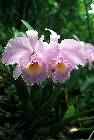 cattleya trianae