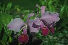 Cattleya trianae