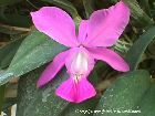 cattleya walkeriana