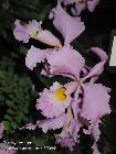 Cattleya warneri