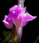 Cephalanthera rubra L. C. M. Richard