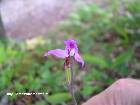 cephalanthera rubra