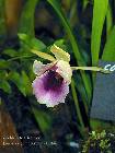 Cochleanthes discolor