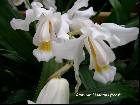 coelogyne cristata