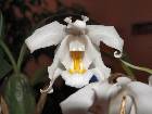 Coelogyne cristata