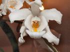 Coelogyne cristata