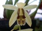 coelogyne tomentosa