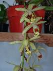 coelogyne massangeana