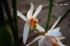 Coelogyne graminifolia