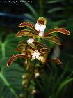 Cymbidium erythraeum