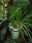 Cymbidium erythraeum