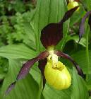 Cypripedium calceolus