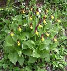 Cypripedium calceolus