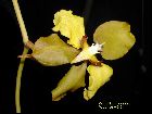 cyrtochilum macranthum