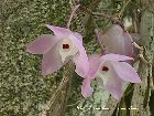 dendrobium aduncum