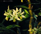 dendrobium alboviride