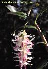 dendrobium amethystoglossum