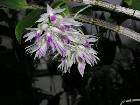 dendrobium amethystoglossum