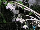 dendrobium amethystoglossum