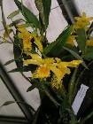 dendrobium brymerianum