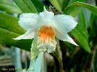 dendrobium cariniferum