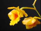 dendrobium chrysotoxum