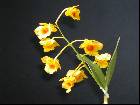 dendrobium chrysotoxum