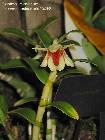 Dendrobium cruentum