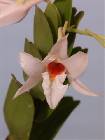 dendrobium draconis