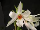 dendrobium draconis