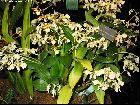 dendrobium eustachyum