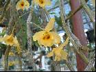 Dendrobium friedericksianum