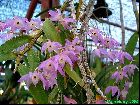 Dendrobium hercoglossum