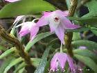 dendrobium hercoglossum