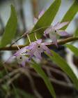 dendrobium hercoglossum